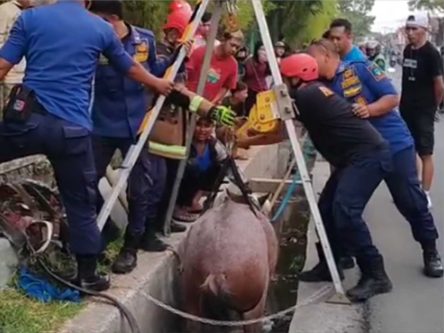 Damkar Garut Evakuasi Kuda Terperosok Masuk Selokan di Banyuresmi